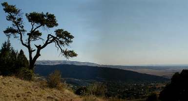 Solitary Tree