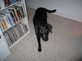 lost pup