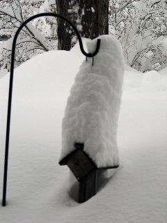Snowbird feeder